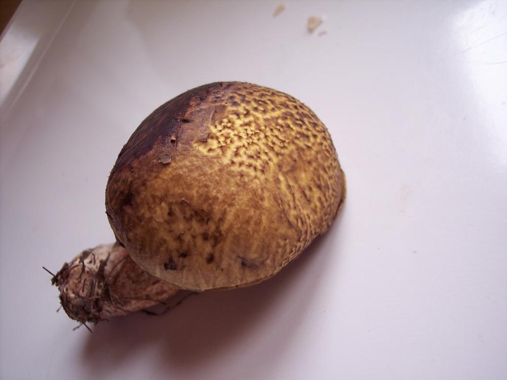 Suillus tridentinus ?